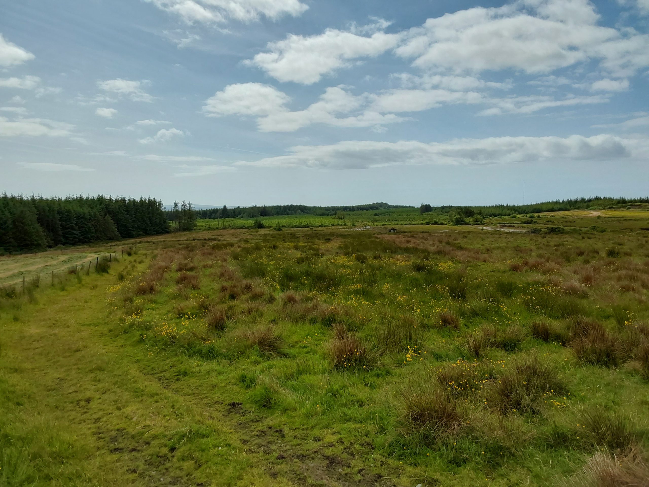 Cahermurphy study site